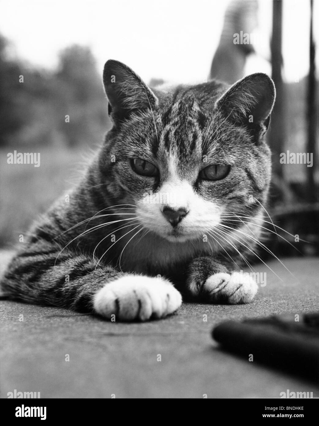Cat lying down Stock Photo