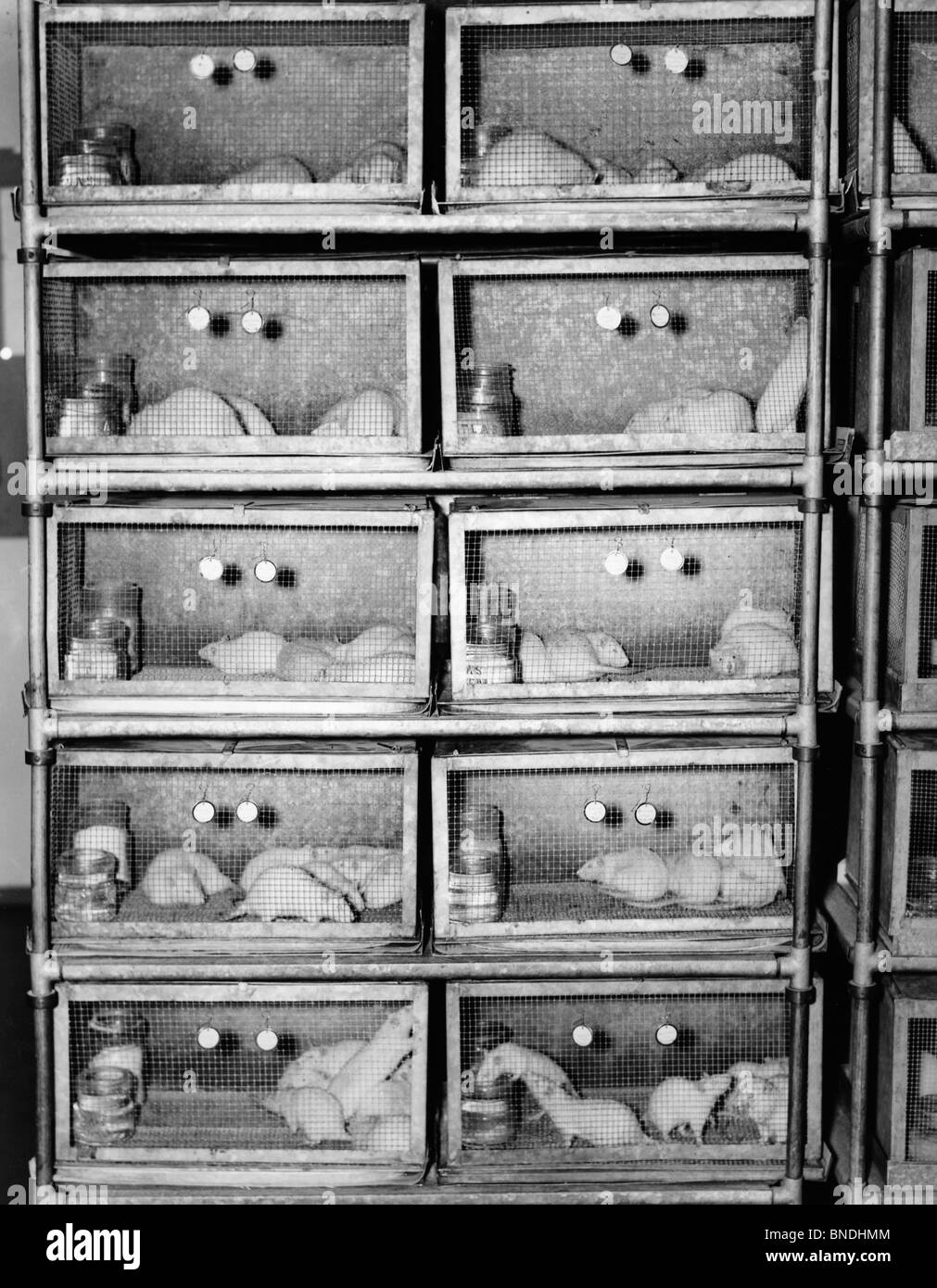 Close-up of mice in cages Stock Photo