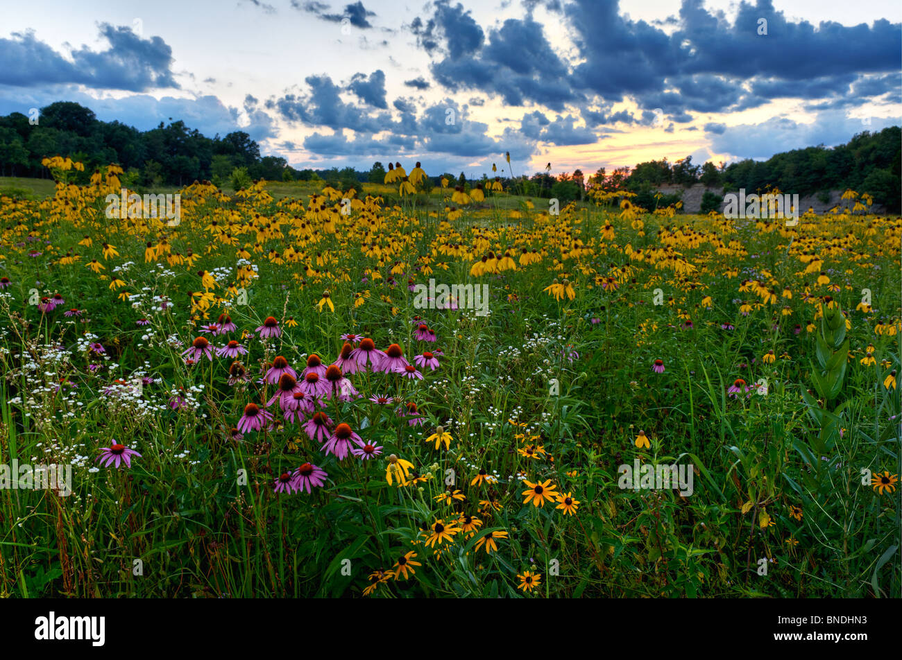 Wildflower Meadow at Sunset in Floyd County, Indiana Stock Photo