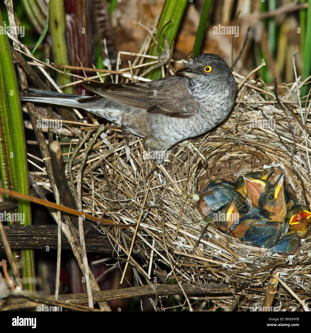 The nest of a Barred Warbler (Sylvia nisoria) in the wild nature. Stock Photo