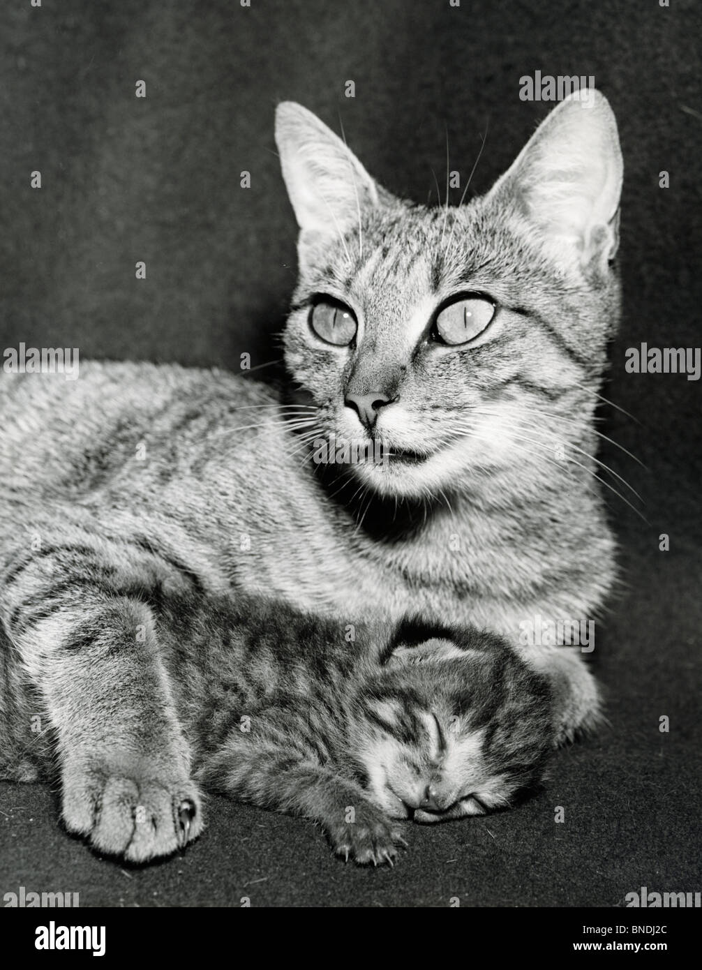 Cat lying down with kitten Stock Photo
