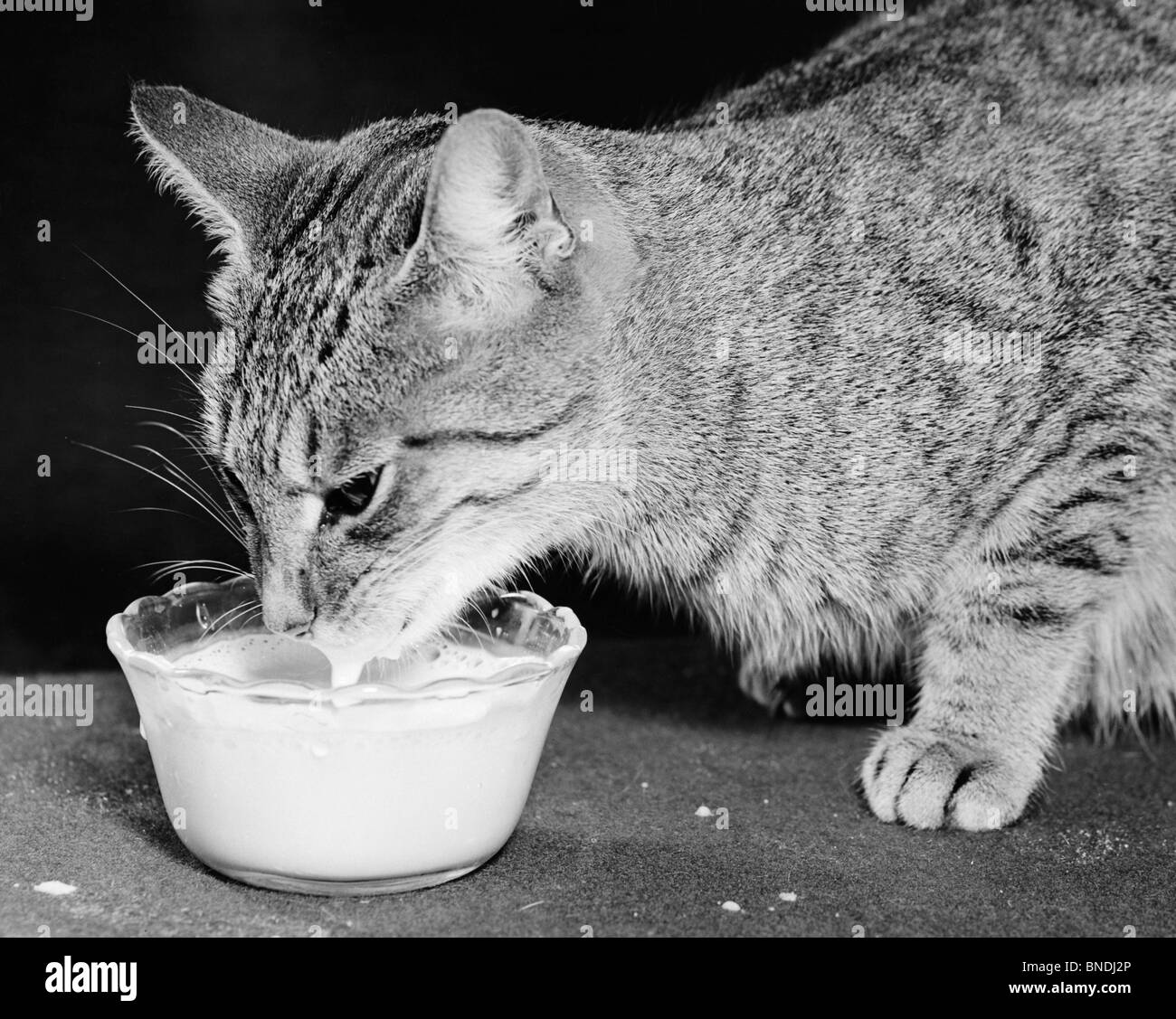 Cat drinking milk from a bowl Stock Photo Alamy
