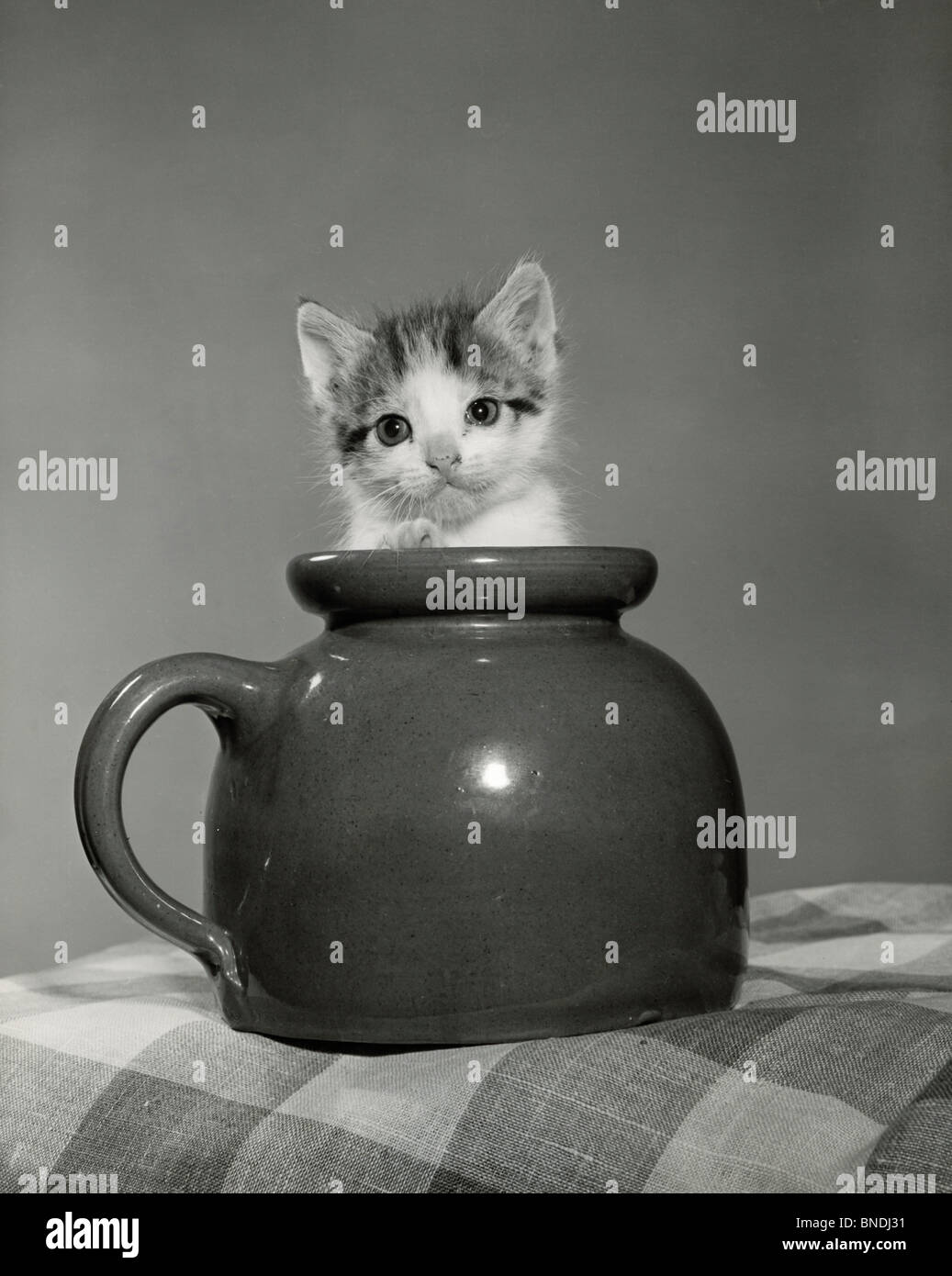 Kitten in a jar Stock Photo