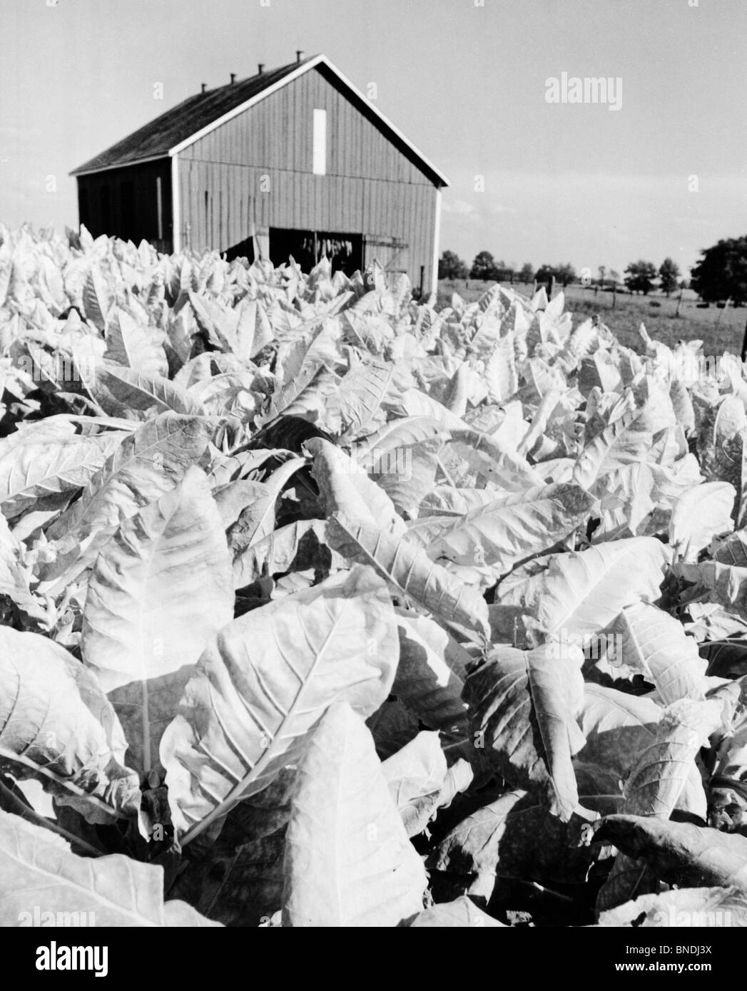 Burley tobacco crop in a field, Kentucky, USA Stock Photo