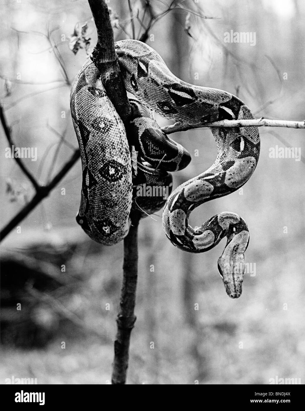 Boa constrictor snake Black and White Stock Photos & Images - Alamy