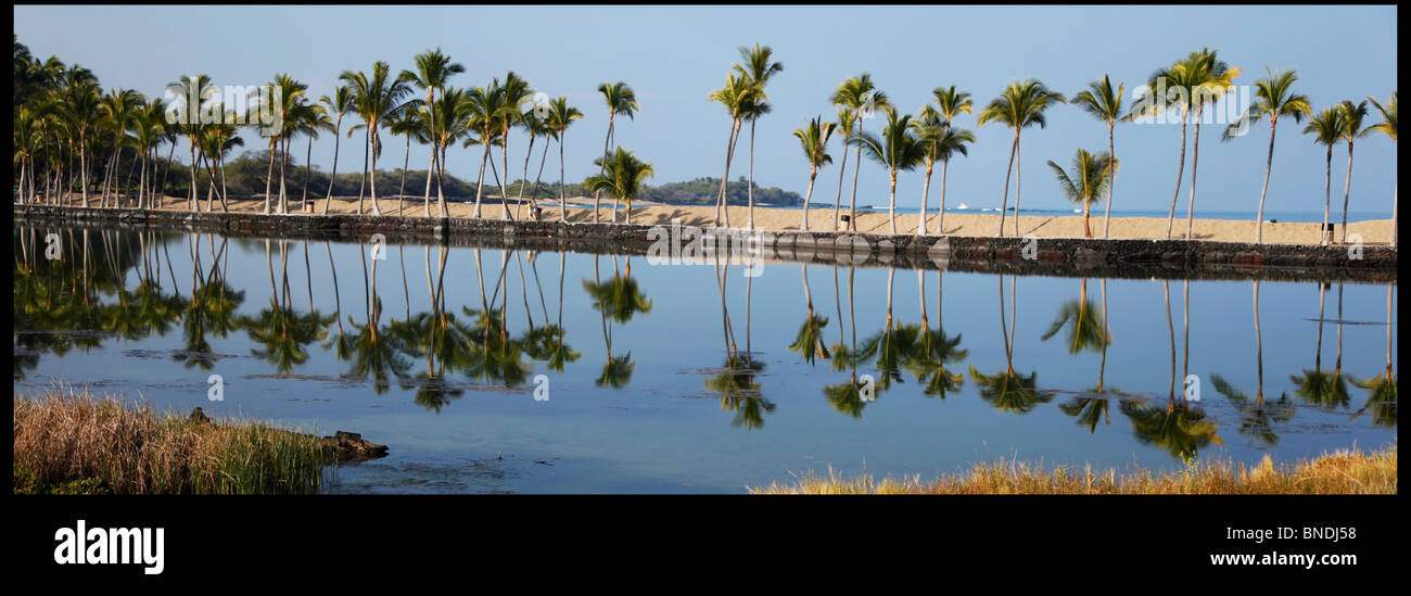 Hawaii The Big Island Palm trees reflection Stock Photo