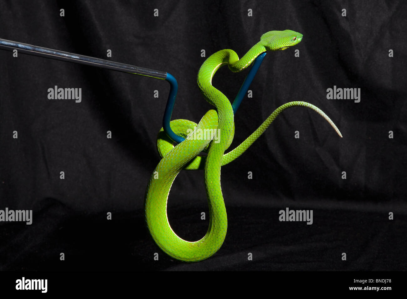 View of Tree snake demonstrated in captivity Stock Photo - Alamy