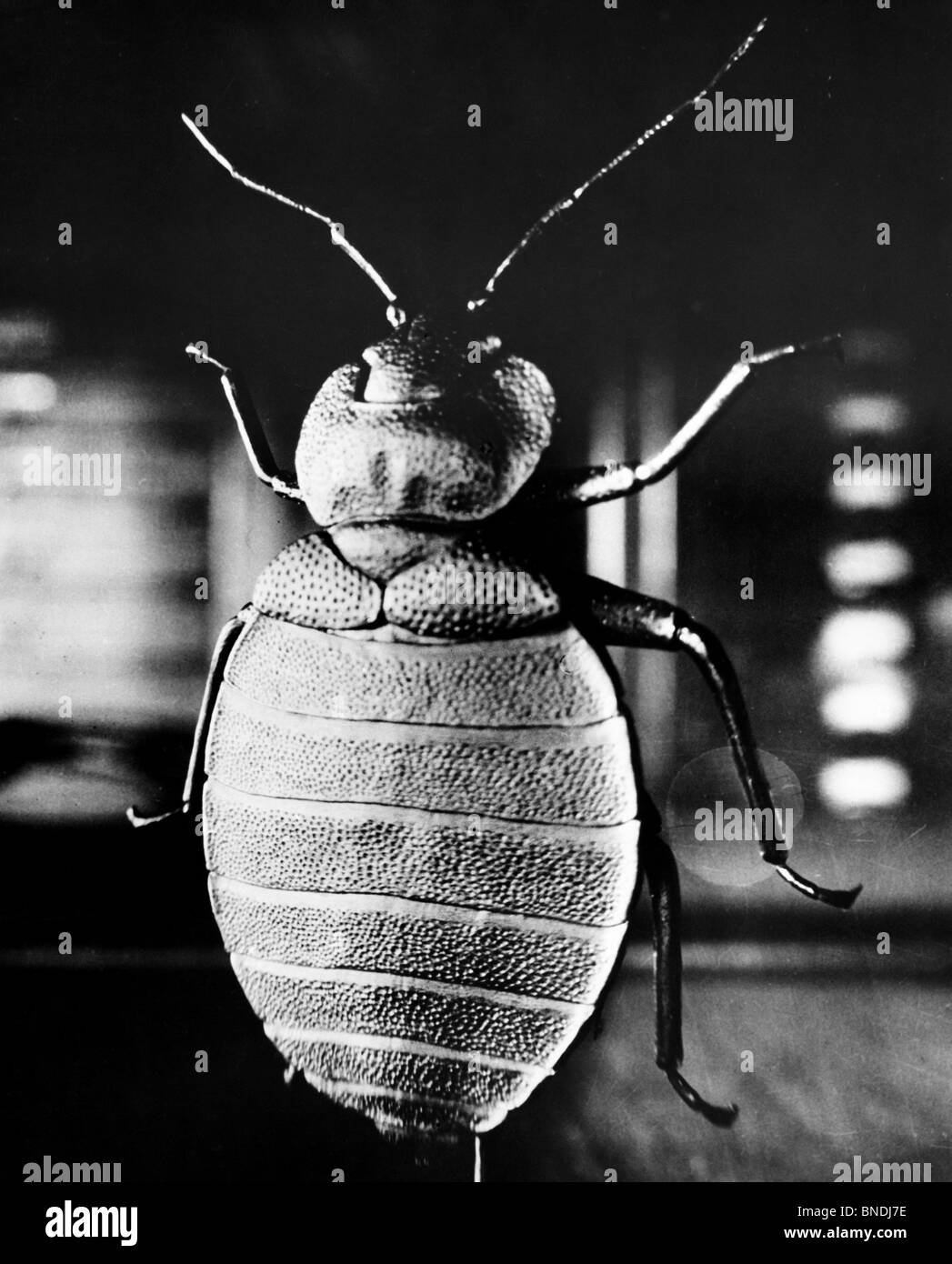 Bug hanging upside down Stock Photo