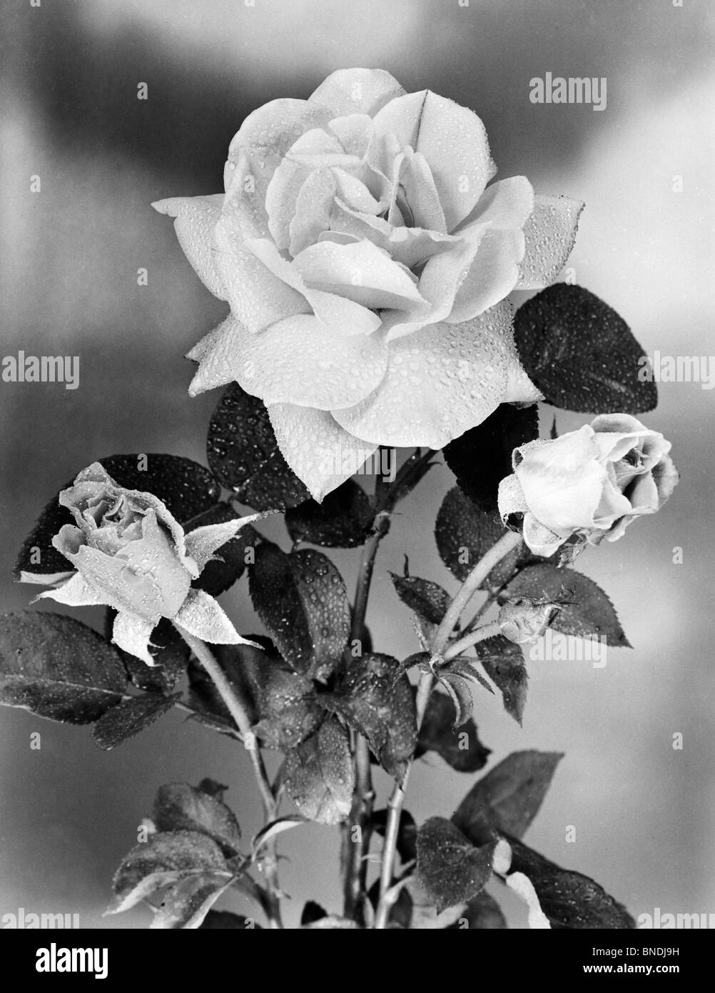 Rose stem Black and White Stock Photos & Images - Alamy
