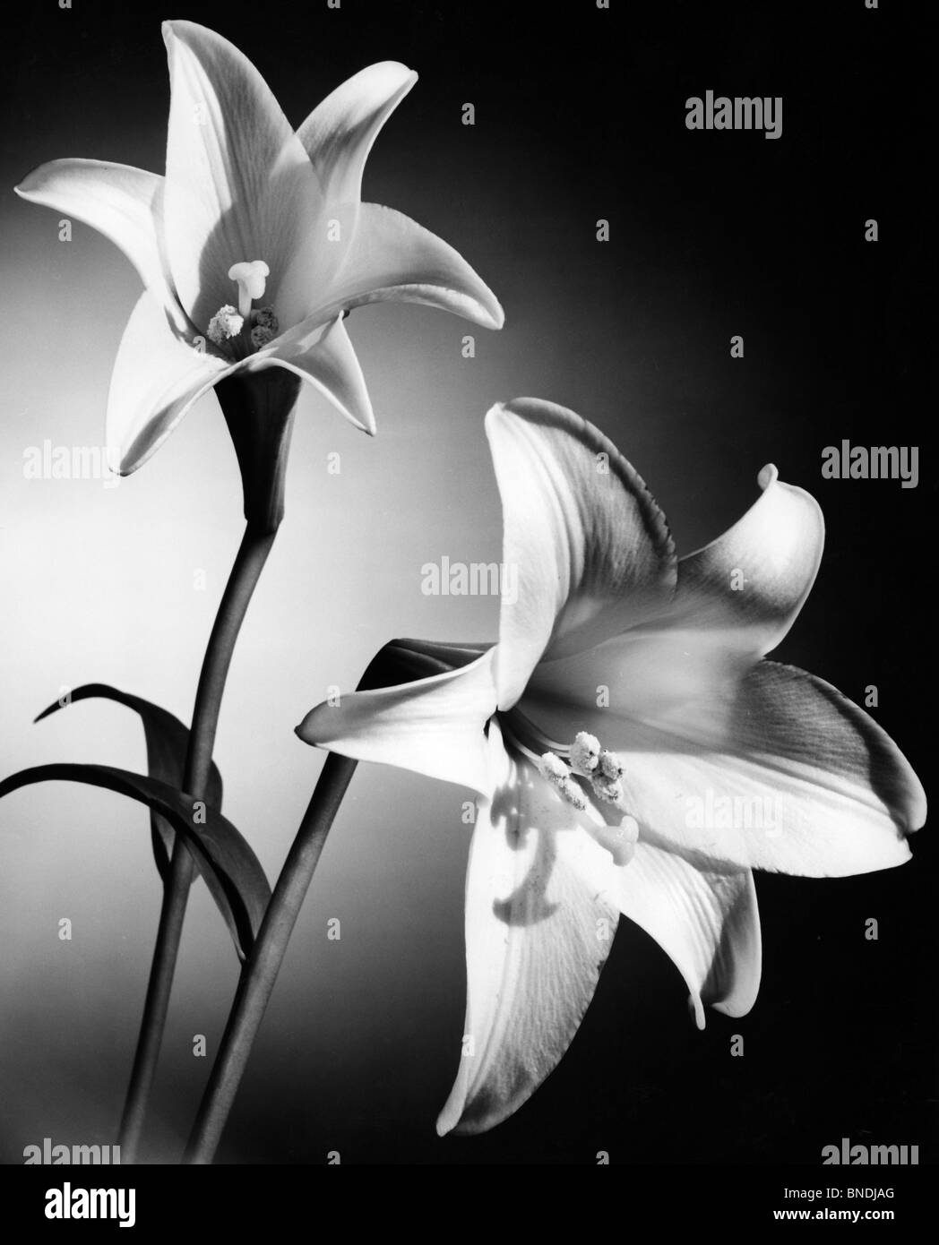 Lily nature plant Black and White Stock Photos & Images - Alamy