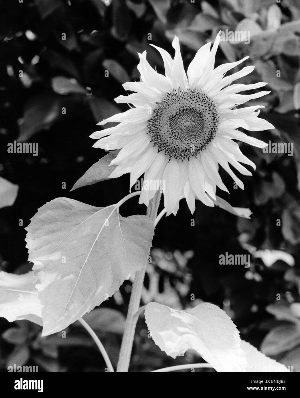 Sunflower stem Black and White Stock Photos & Images - Alamy