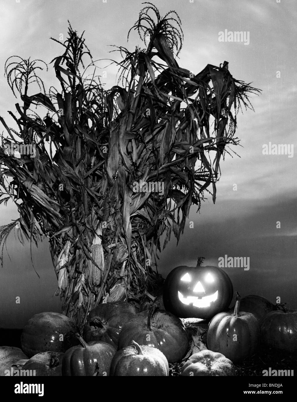Illuminated jack o' lantern with pumpkins and corn stalks Stock Photo