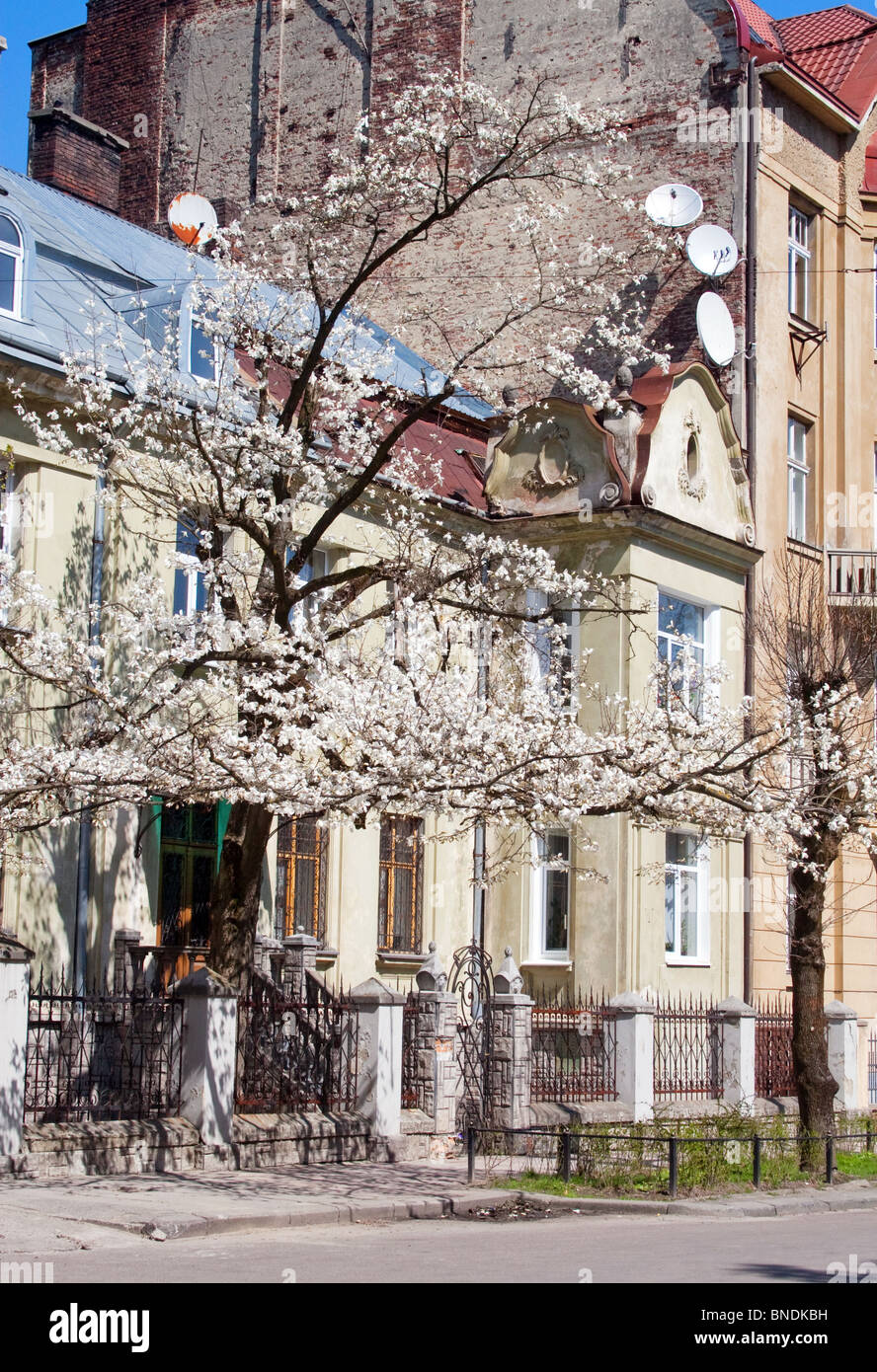 Magnolia tree in front garden hi-res stock photography and images - Alamy