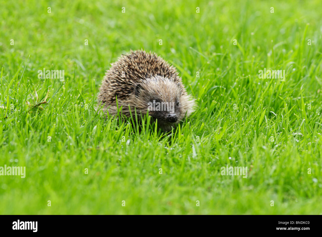 Western hedgehog (Erinaceus europaeus) foraging in a garden Stock Photo