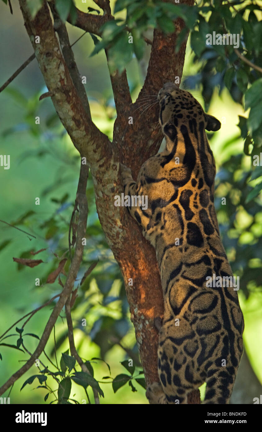 clouded leopard Neofelis nebulosa captive tripura india Stock Photo - Alamy