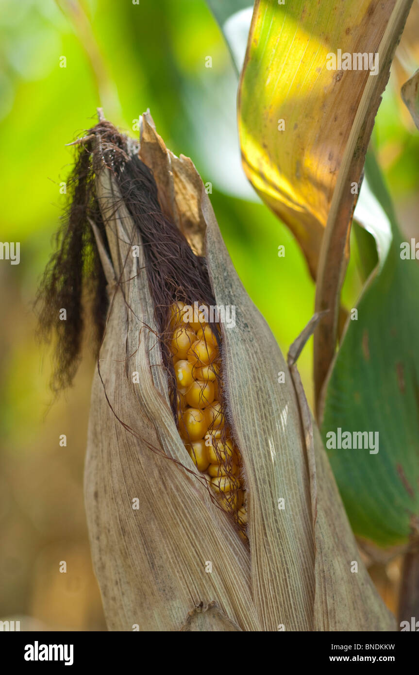 Corn Tassel Hi res Stock Photography And Images Alamy Corn Tassel Hi res Stock Photography And Images Alamy