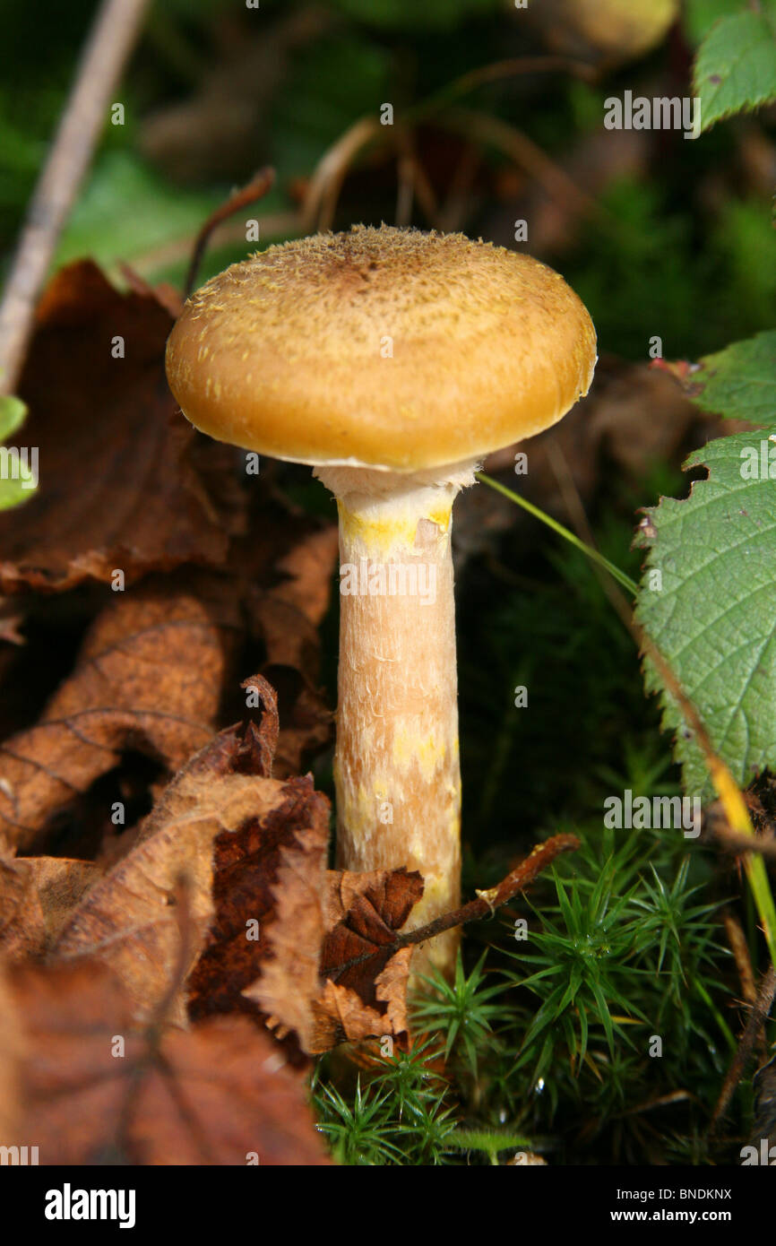 Mushrooms honey agaric Stock Photo