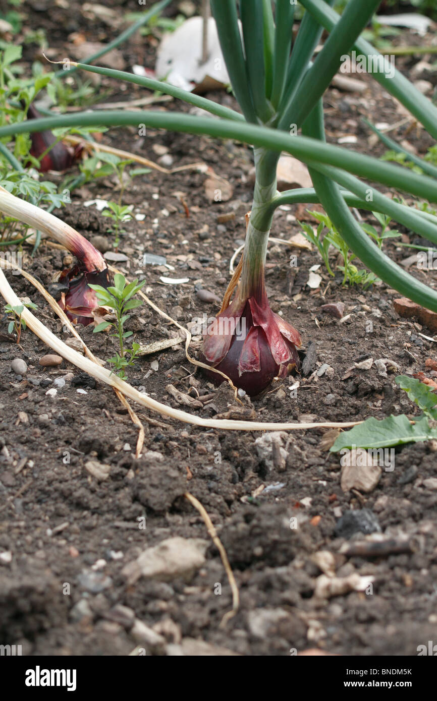 Red onions, sometimes called purple onions, are cultivars of the onion Allium cepa with purplish red skin and white flesh tinged with red. Stock Photo