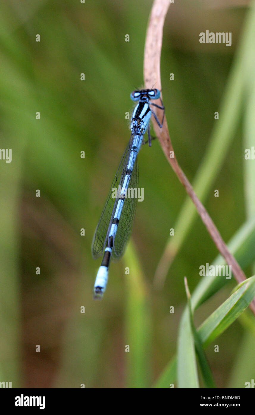 Common Blue Damselfly, Enallagma cyathigerum, Odonata Stock Photo - Alamy