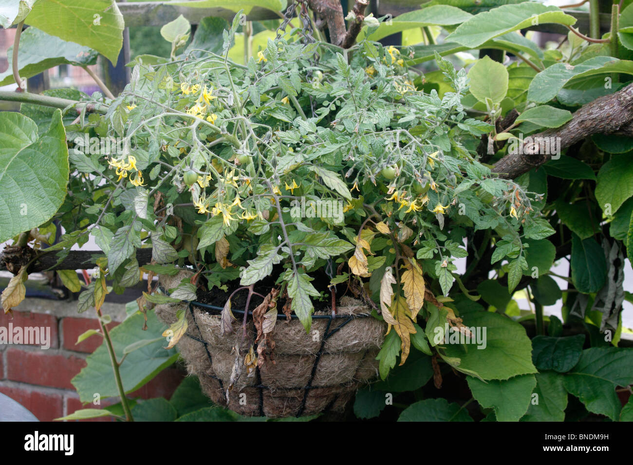 Hanging basket tomatoes hires stock photography and images Alamy