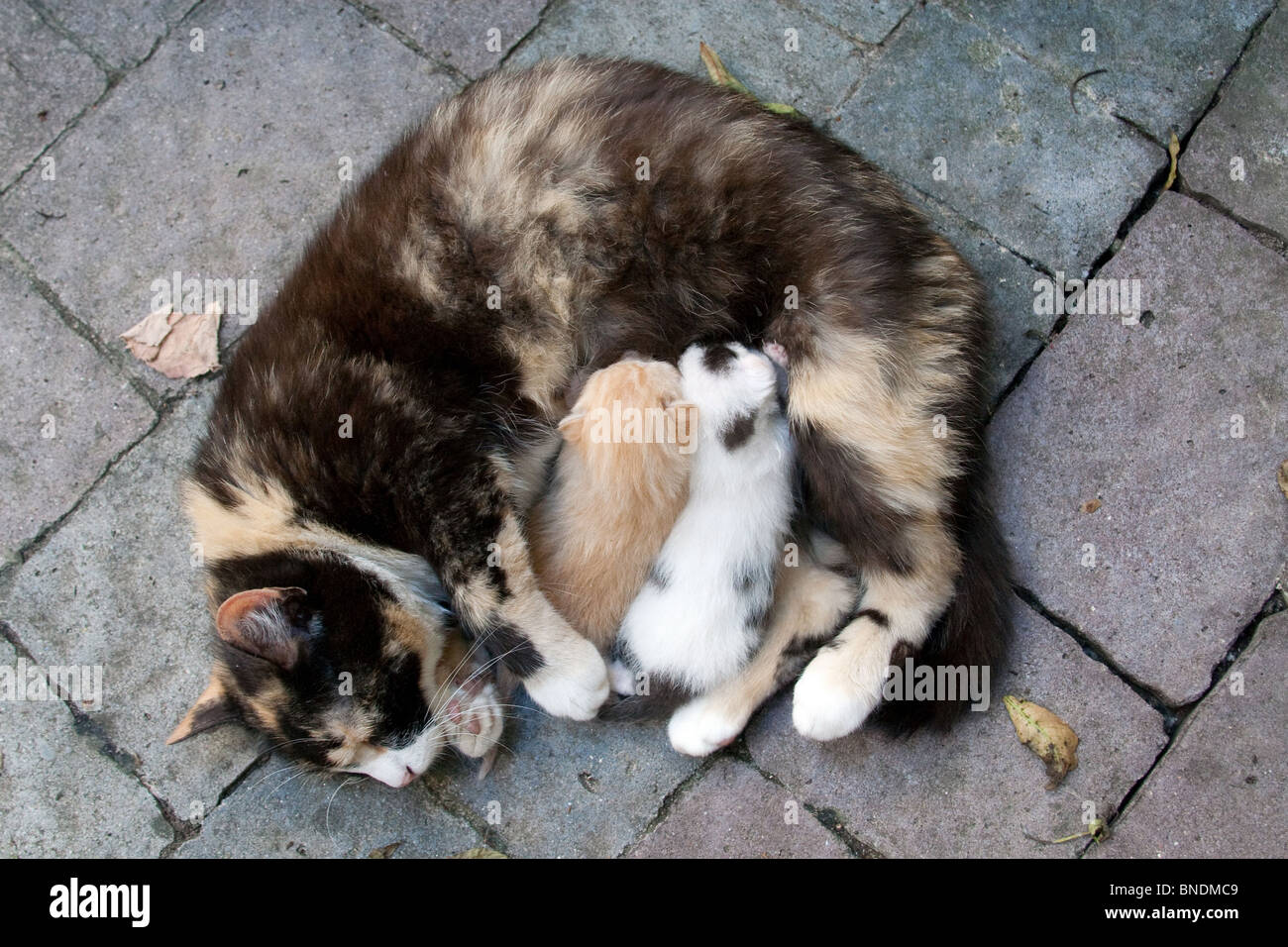 Mother cat feeding two kittens Stock Photo Alamy