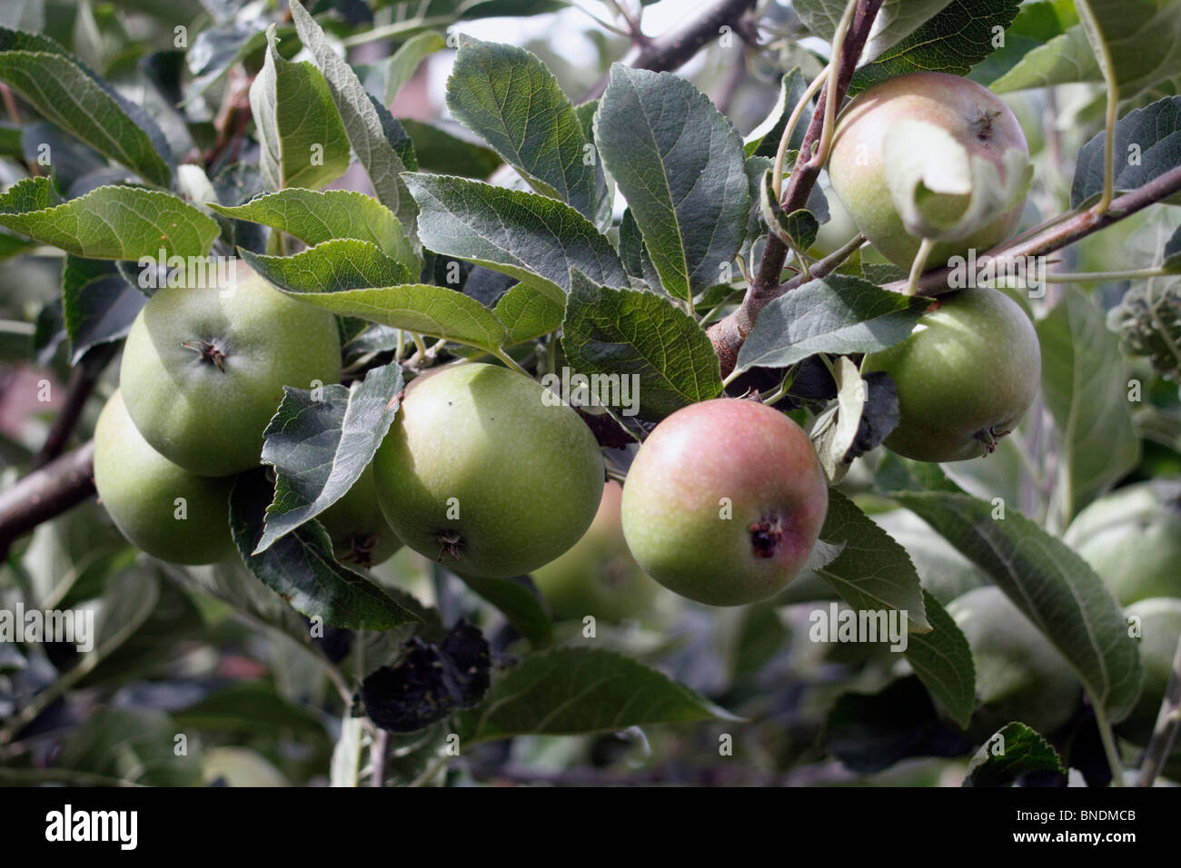 apples, Malus domestica, in the family Rosaceae Stock Photo