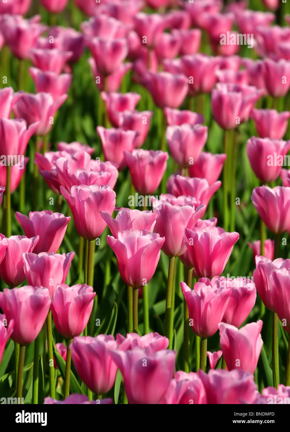 Tulips Stock Photo