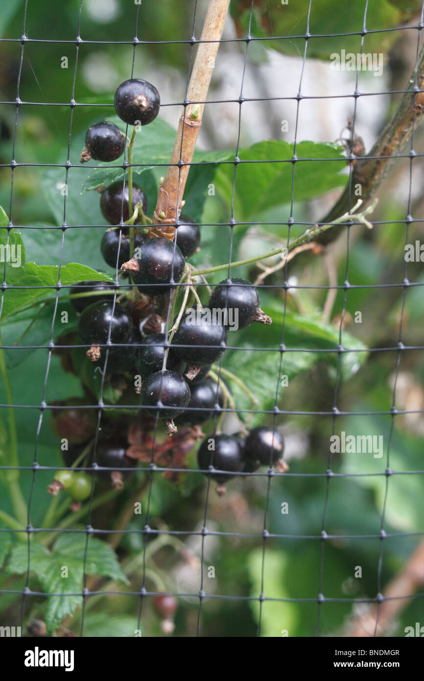 Blackcurrant plant, berries and leaves (Ribes nigrum), or Blackcurrant, cassis, cassissier, gadellier noir and groseillier noir, Schwarze Johannisbeer behind netting to protect from birds Stock Photo