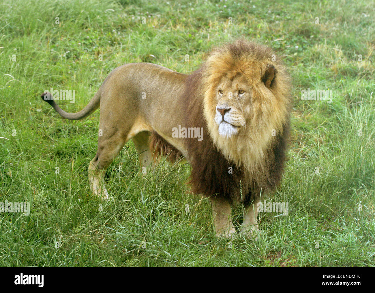 Male Lion, Panthera leo, Felidae Stock Photo