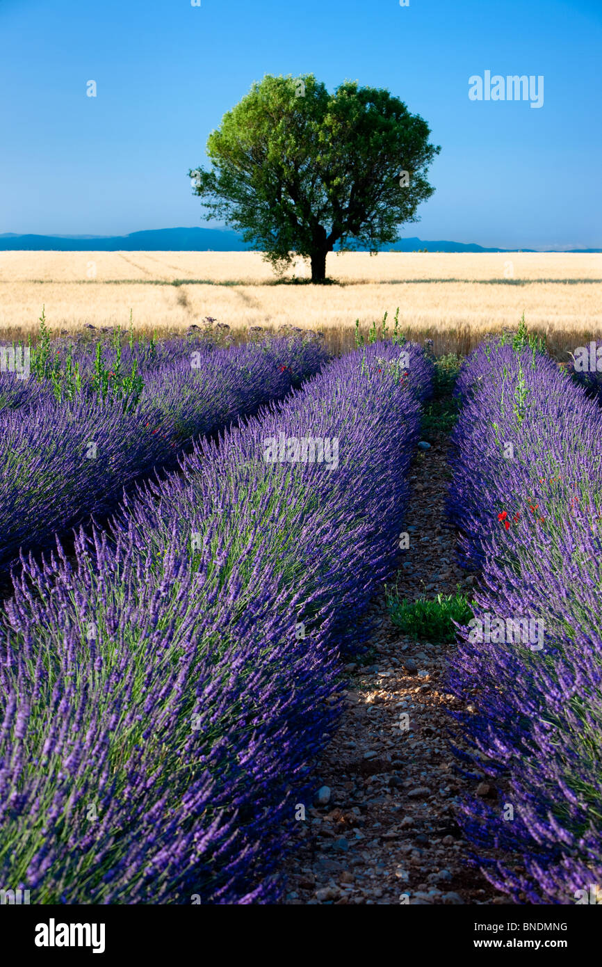 Lone tree adjacent to a Field of lavender along the Valensole Plateau, Provence France Stock Photo