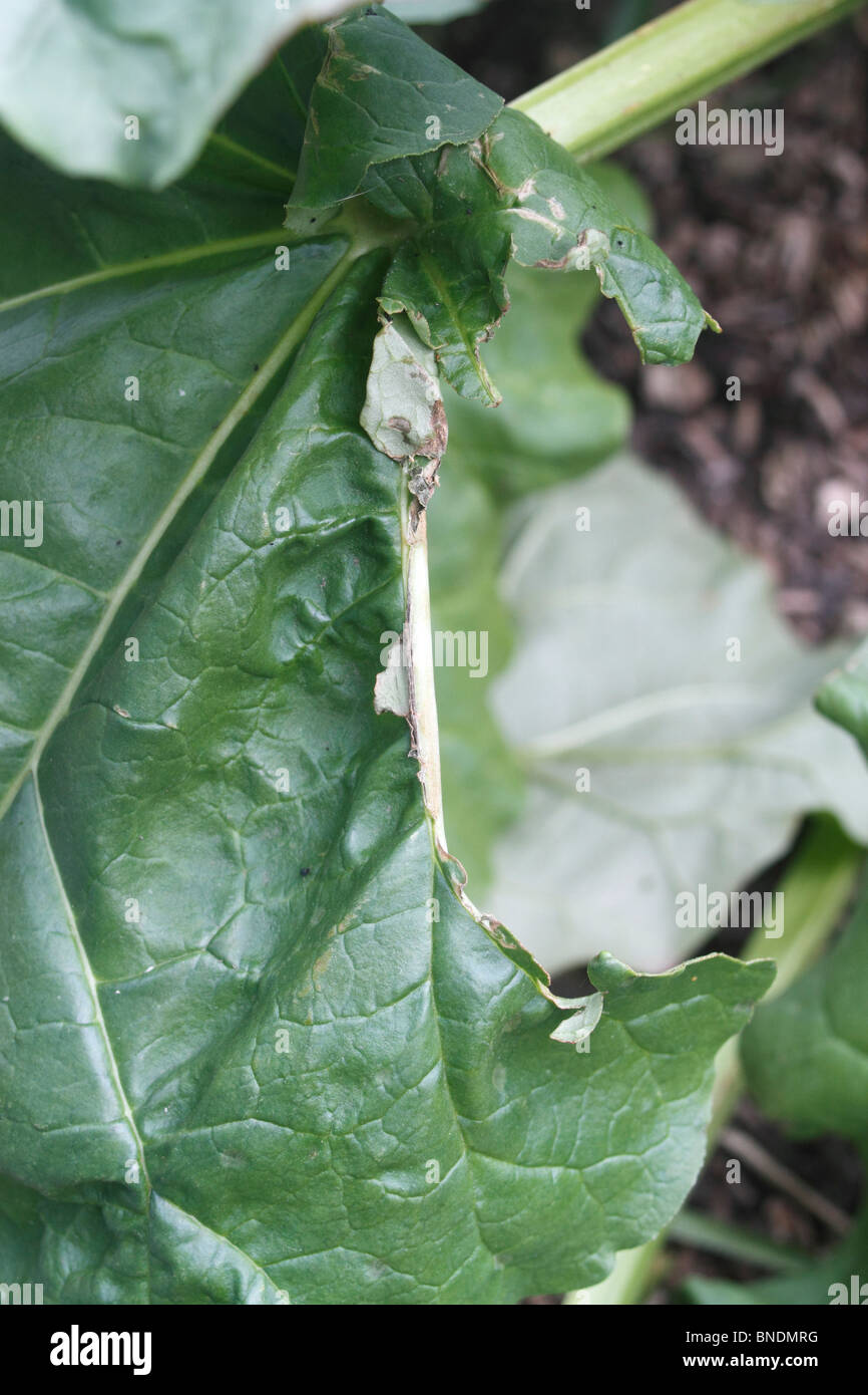 slug damage on Rhubarb leaf, Rheum rhaponticum.The plant is vulnerable to slugs, Derocereas reticulatum. Stock Photo