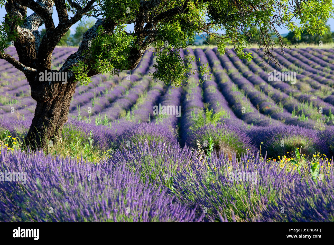 Lone tree in a field of lavender along the Valensole Plateau, Provence France Stock Photo