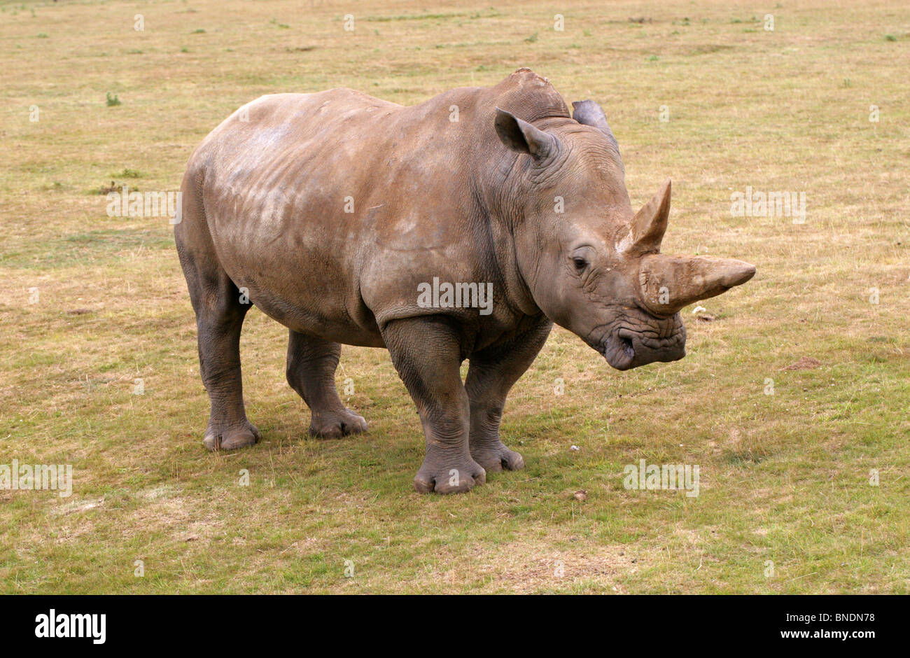 Southern White Rhinoceros, Ceratotherium simum, Rhinocerotidae. Africa. Stock Photo