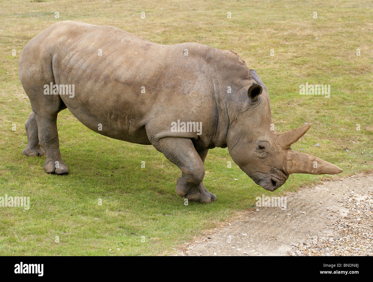 Southern White Rhinoceros, Ceratotherium simum, Rhinocerotidae. Africa. Stock Photo