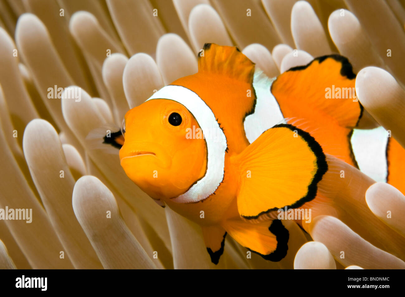 a clown anemonefish in the tentacles of its anemone, underwater. Uepi, Solomon Islands Stock Photo
