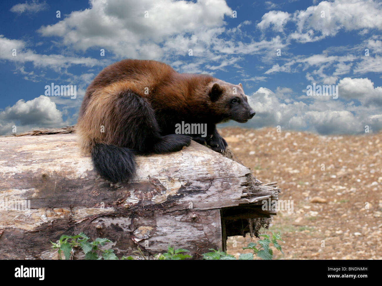 Wolverine, Gulo gulo, Mustelidae. Sub-Arctic Northern Hemisphere Stock  Photo - Alamy