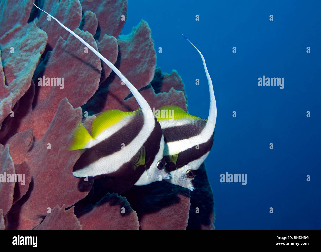 a pair of longfinned bannerfish swimming in front of a sea sponge, Uepi, Solomon Islands Stock Photo