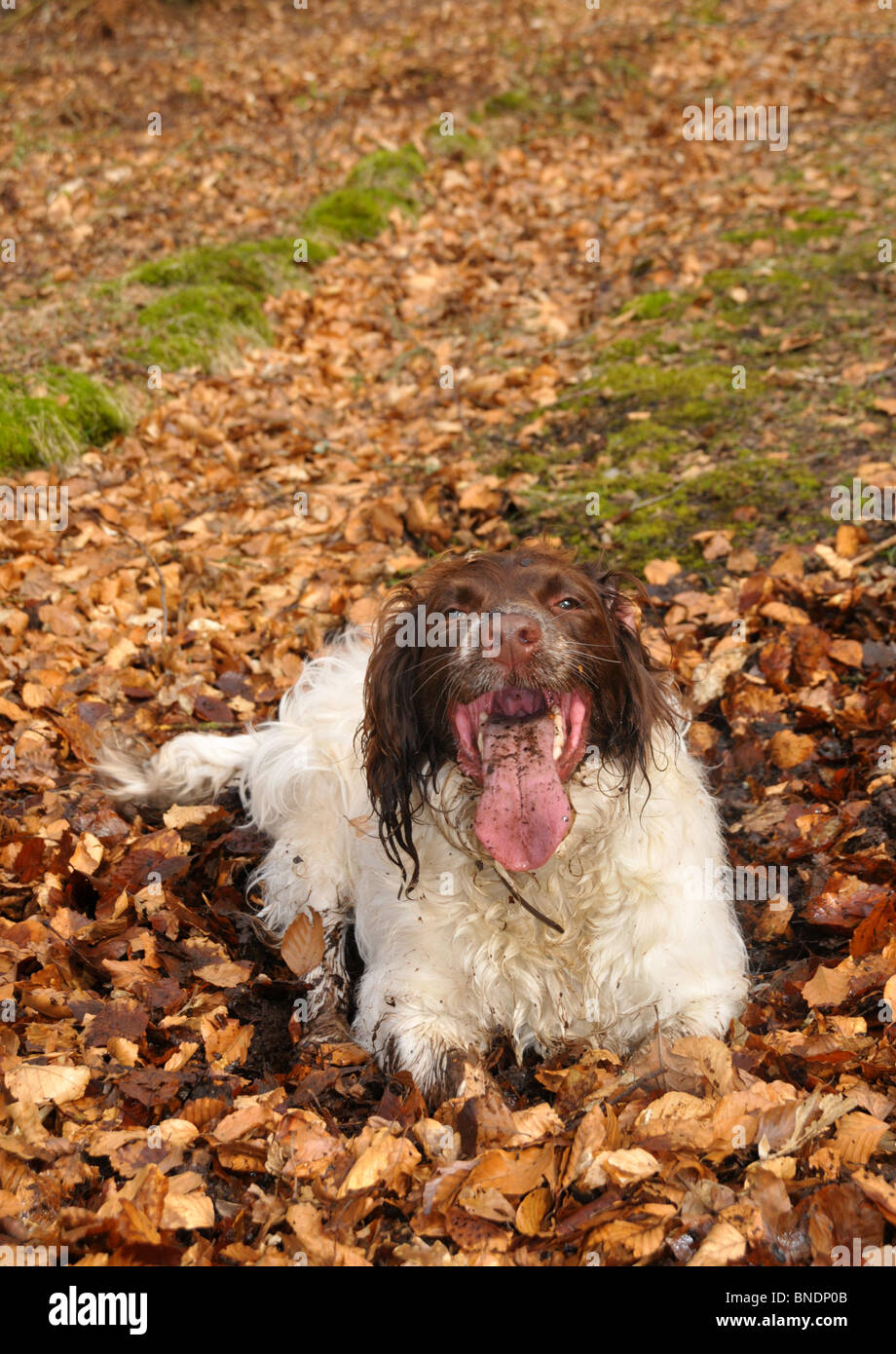 a springer spaniel cooling off by lying on a boggy and muddy patch of ground. Stock Photo