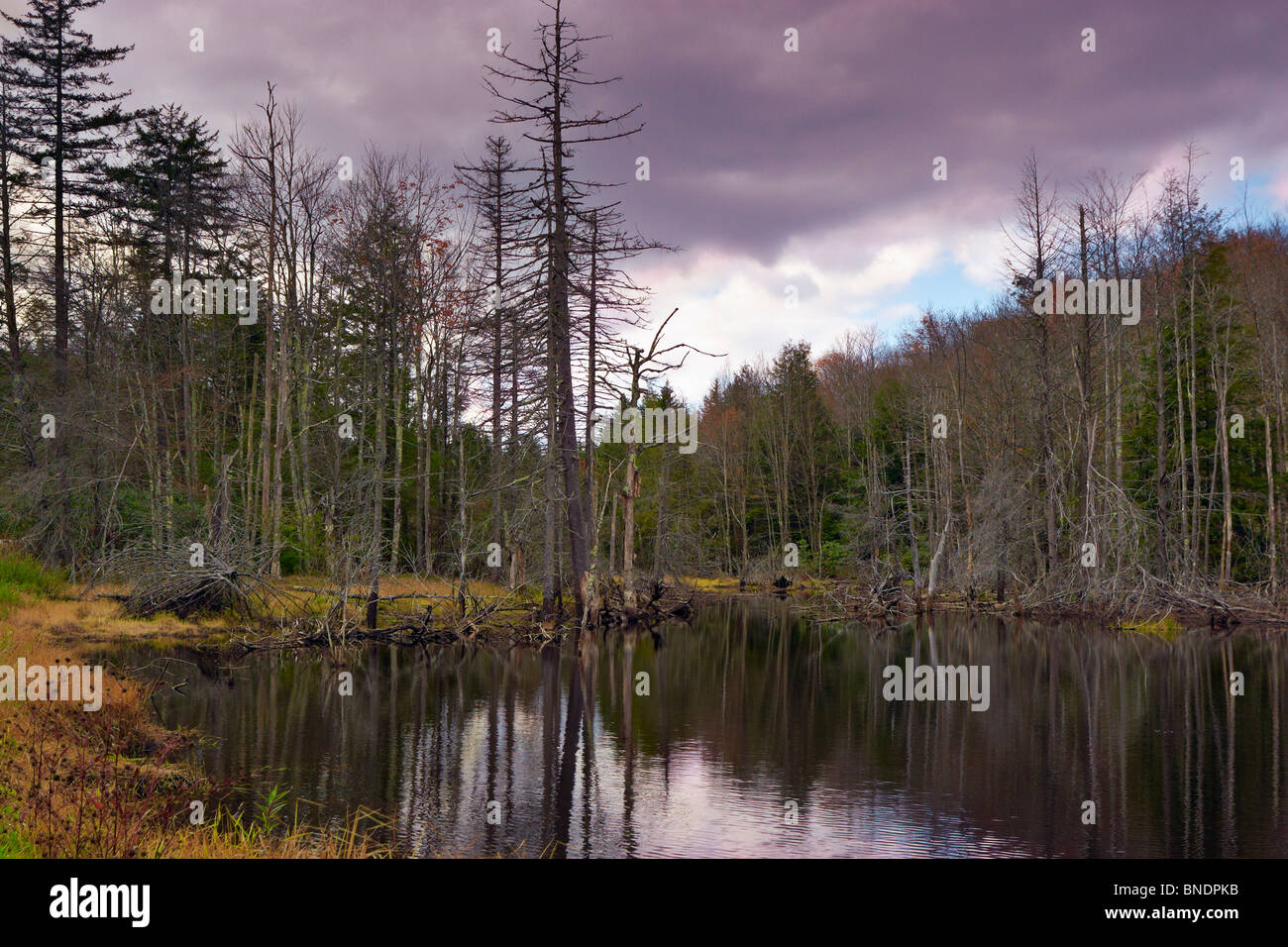 A pond in the Monongahela National Forest; Marlinton, West Virginia
