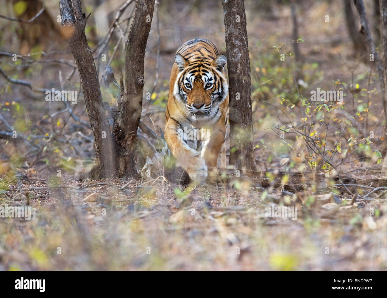 Royal bengal Tiger Panthera tigris tigris endangered Ranthambhore National Park Rajasthan India Stock Photo