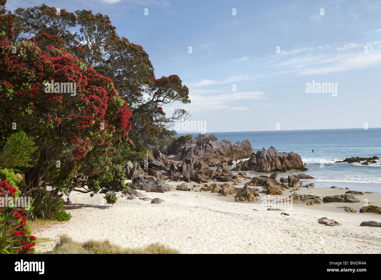 Pohutakawa Tree, Mount Maunganui, Tauranga, Bay of Plenty, North Island, New Zealand Stock Photo