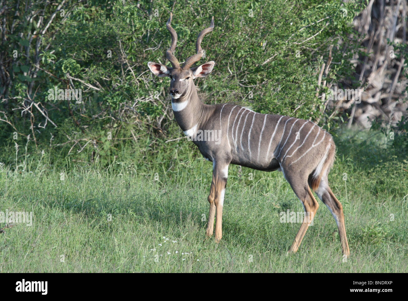 Male Lesser Kudu, TsavoEast National Park, Kenya Stock Photo Alamy