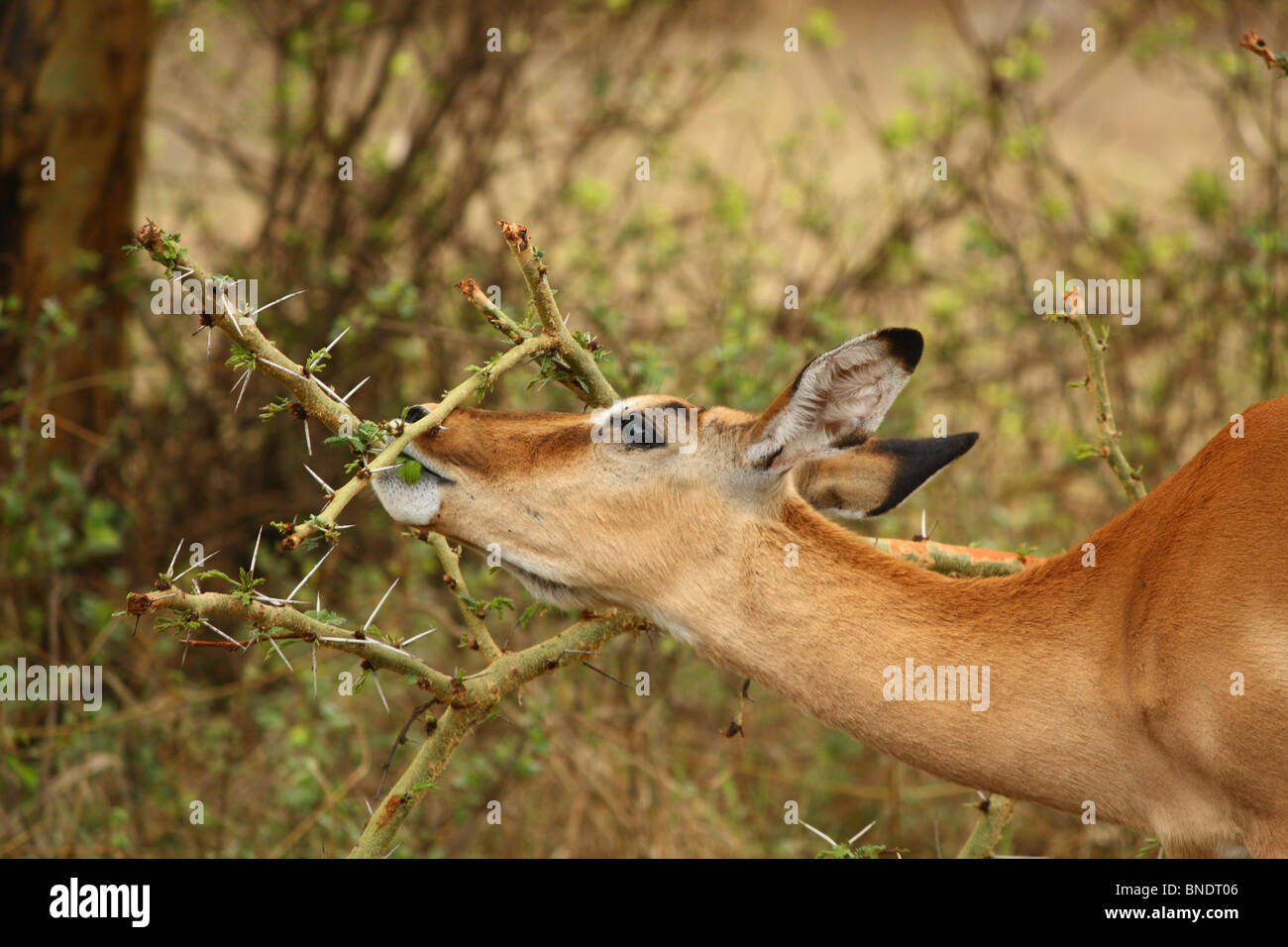 Impala munching on acacia bush, Lake Nakuru National Park Stock Photo