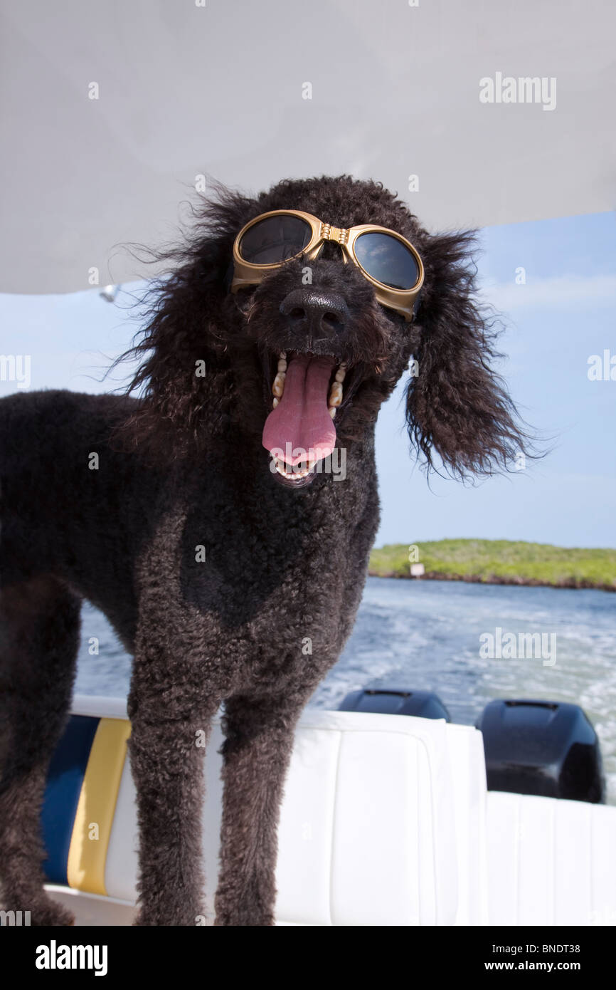 Silly black labradoodle dog wearing sun goggles enjoying a boat ride, mouth open as if talking, ears blowing in the breeze Stock Photo