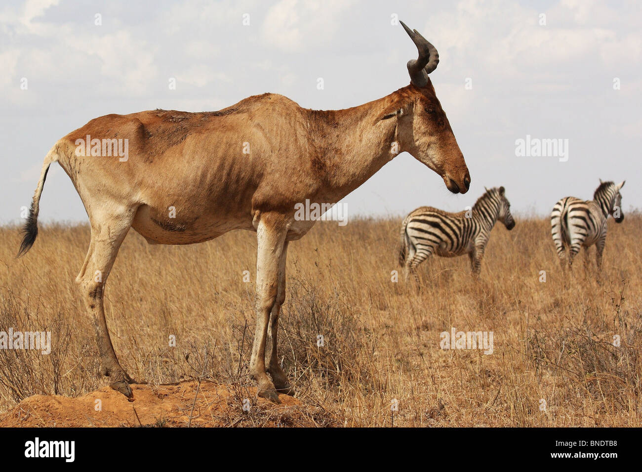 Coke's Hartbeest (Kongoni), Nairobi National Park, Kenya Stock Photo