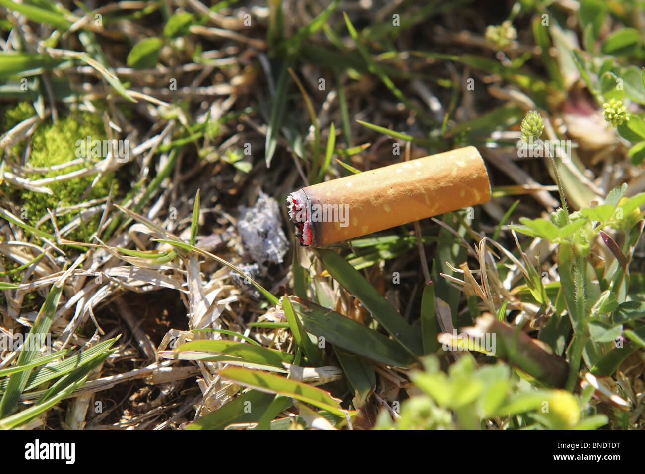 cigarette fire hazard on forest grass closeup detail Stock Photo