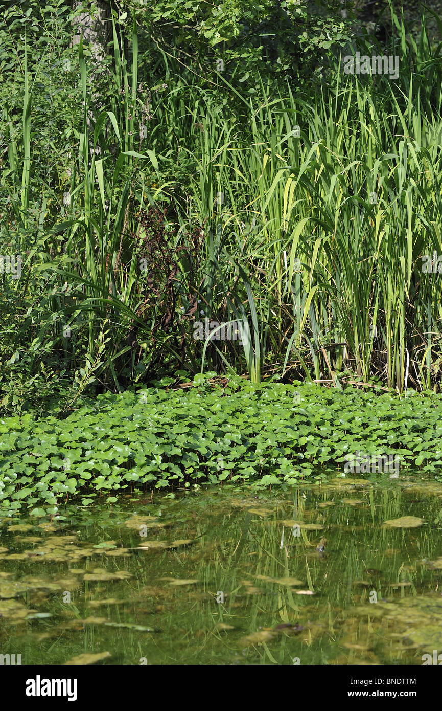 Floating pennywort (Hydrocotyle ranunculoides) in a marsh in Belgium (introduced in Europe from North America) Stock Photo