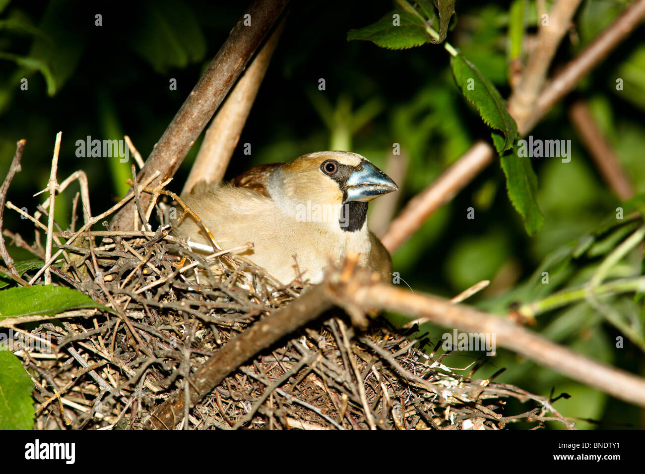 Nest of a Hawfinch (Coccothraustes coccothraustes) with baby birds in the nature. Stock Photo
