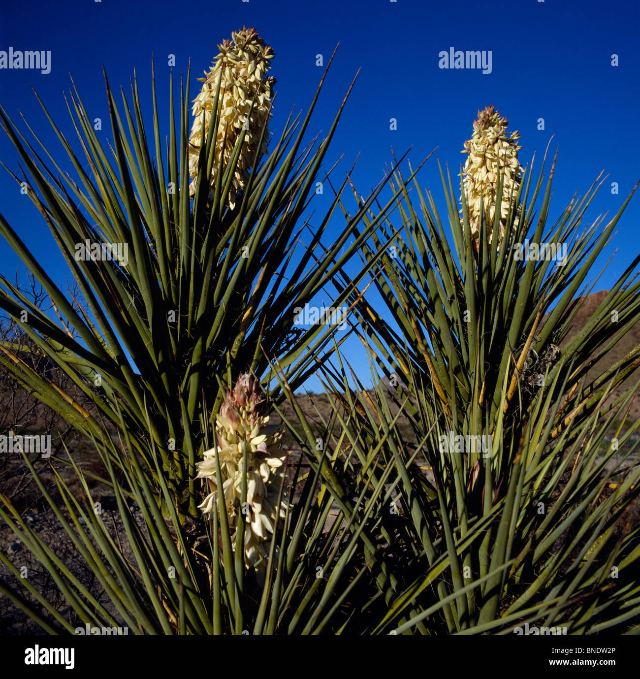 Blooming yucca plants, Big Bend National Park, Texas, USA Stock Photo