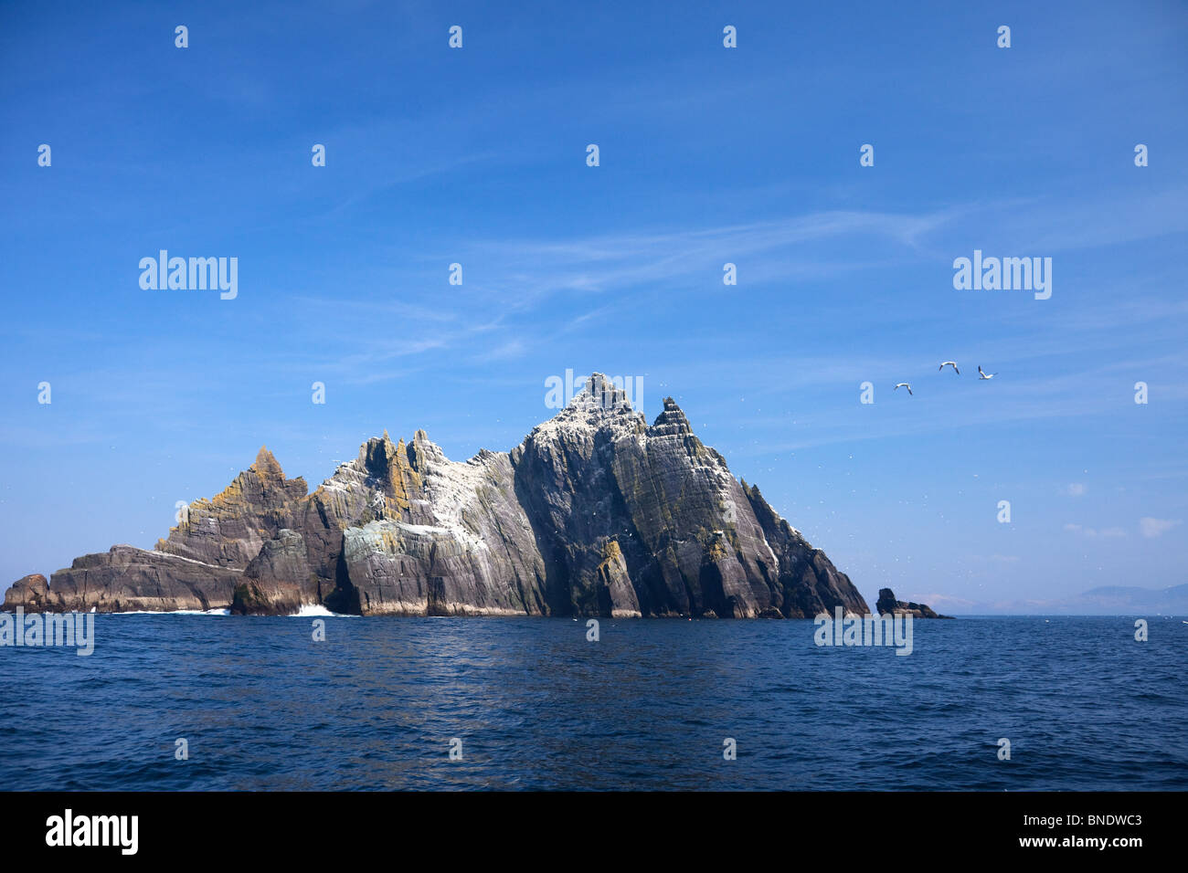 Gannets flying Little Skellig County Co. Kerry in spring sunshine Republic of Ireland Eire Europe Stock Photo
